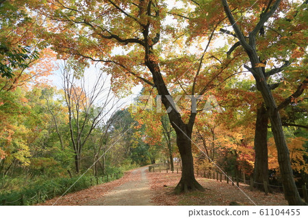 Late Autumn Park Late Autumn Park 61104455