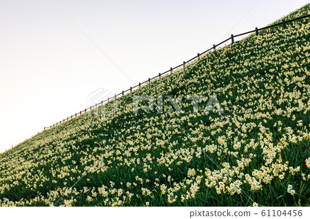 Nomozaki Daffodil Festival Evening View [Nomozakicho, Nagasaki City, Nagasaki Prefecture] 61104456