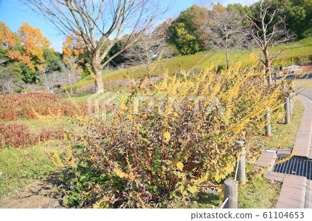 Salvia flower Madresis 61104653
