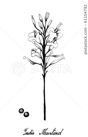 Hand Drawn of Indian Mustard on White Background 61104792