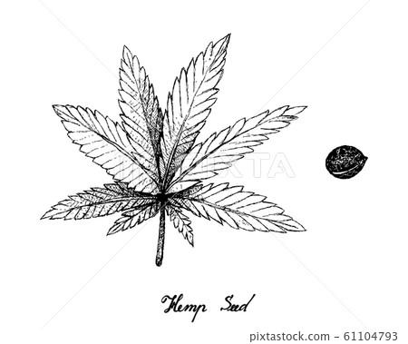 Hand Drawn of Hemp Leaf and Seeds Hand Drawn of Hemp Leaf and Seeds 61104793