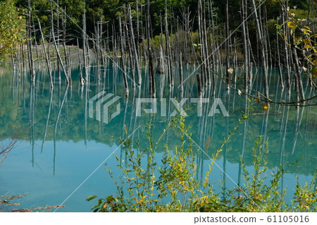 Biei's Blue Pond Biei's Blue Pond 61105016