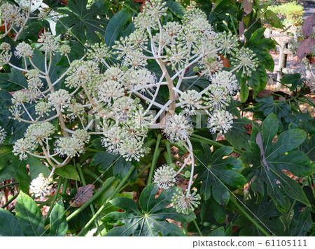 Paperplant flower Paperplant flower 61105111