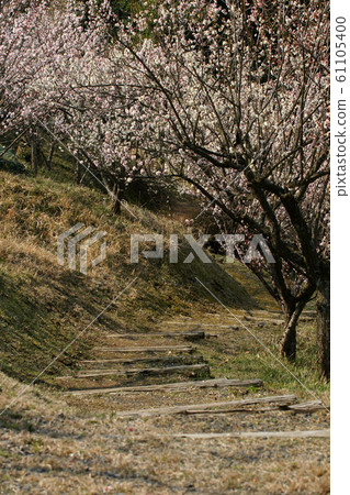 鳥取縣四季漫步春河原城 照片素材 圖片 圖庫