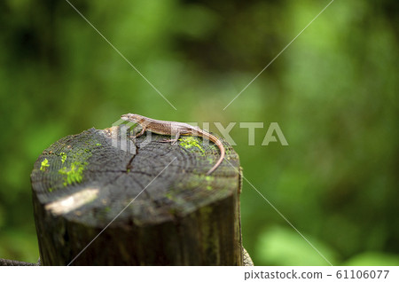 Japanese kana snake Japanese kana snake 61106077