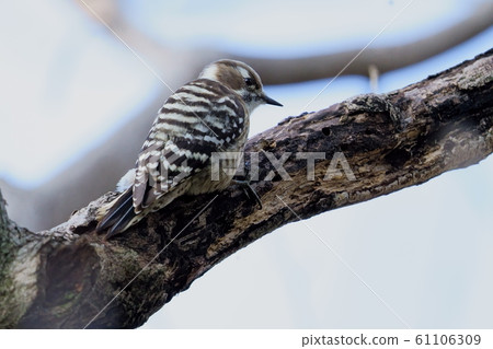 I shot a kogella at a park in the early morning of winter I shot a kogella at a park in the early morning of winter 61106309