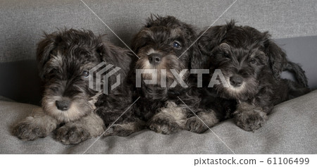 Three schnauzer puppies laying on the sofa, close 61106499