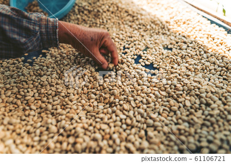Dried coffee beans The process of making coffee Dried coffee beans The process of making coffee 61106721