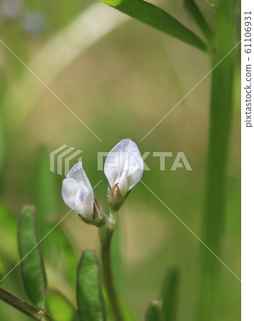 Poa peach flower flowers 61106931