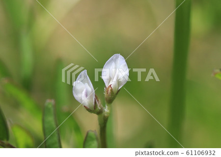 Poa peach flower flowers Poa peach flower flowers 61106932