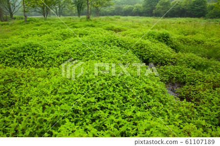 The natural scenery of the Hachiman Wetland and the primeval forest, and the community of Akabana are spreading. 61107189