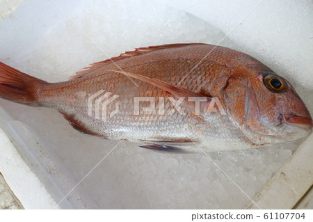 Fresh fish immediately after landing, direct sales, inshore fish, Izumi City, Kagoshima Prefecture 61107704