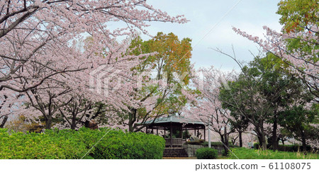 Cherry blossoms in full bloom cherry blossoms in full bloom cherry blossoms in full bloom cherry blossoms in full bloom Cherry blossoms in full bloom cherry blossoms in full bloom cherry blossoms in full bloom cherry blossoms in full bloom 61108075