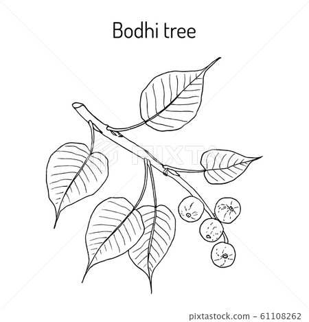 Sacred fig, or bodhi tree Ficus religiosa , medicinal plant Sacred fig, or bodhi tree Ficus religiosa , medicinal plant 61108262