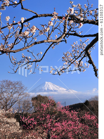 岩本山公園梅和富士山-222415 61108317