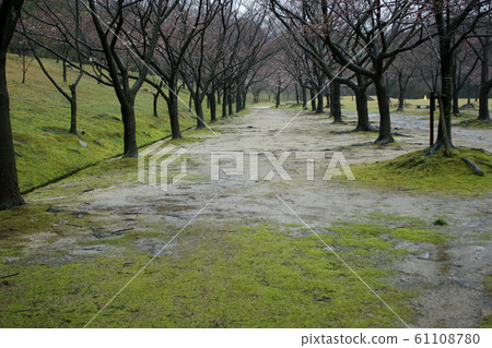Tottori Four season walk Spring Garden of cherry blossoms 61108780