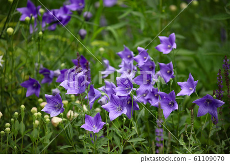 由翻譯提供支持 由翻譯提供支持 61109070