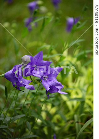 Powered by Translate Powered by Translate 61109078