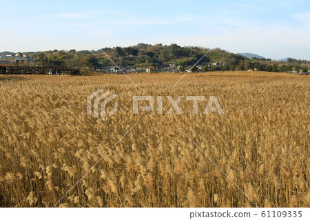 Autumn Landscape, Reed Field, Suncheon Bay 61109335