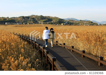 Autumn Landscape, Reed Field, Suncheon Bay 61109366