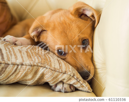 Golden cute puppy playing with pillow on couch Golden cute puppy playing with pillow on couch 61110336