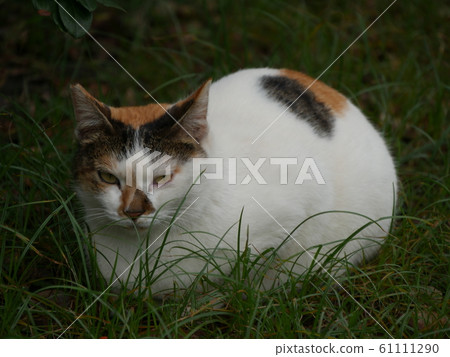 Stray cat from cat village Stray cat from cat village 61111290