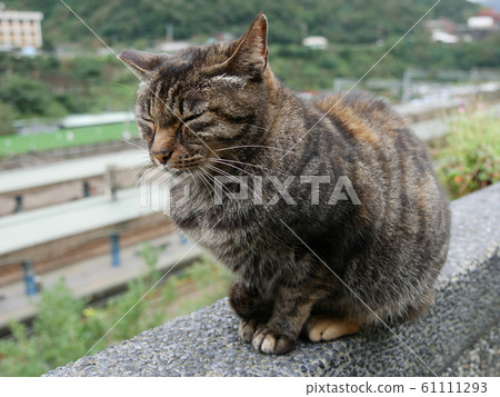 Stray cat from cat village 61111293