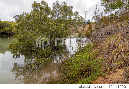 Australian Mangrove Swamp Ecosystem 61111630
