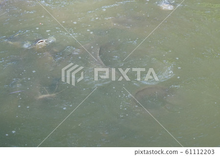Group of fish swimming in a pool open mouth for oxygen air breathe, nature pond	 61112203
