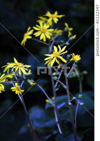 Tsuwabuki flower blooms Tsuwabuki flower blooms 61112347