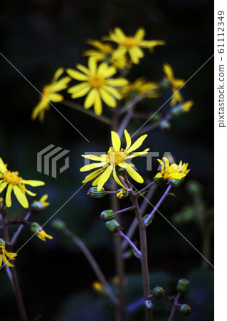 Tsuwabuki flower blooms Tsuwabuki flower blooms 61112349