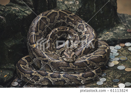 Close up of burmese python snake is very large and curl up Close up of burmese python snake is very large and curl up 61113824