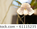 Beautiful white orchid flowers with purple spots and green leaves background in the garden 61115235
