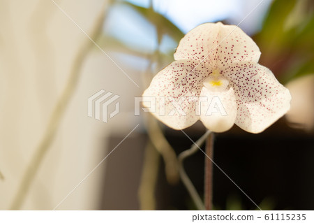 Beautiful white orchid flowers with purple spots and green leaves background in the garden 61115235
