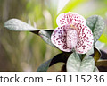 Beautiful white orchid flowers with purple spots and green leaves background in the garden 61115236