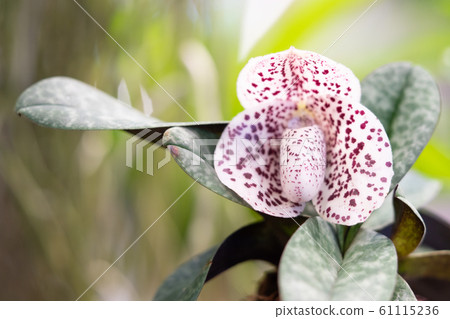 Beautiful white orchid flowers with purple spots and green leaves background in the garden 61115236
