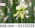 orchid, botanical, flower 61115238