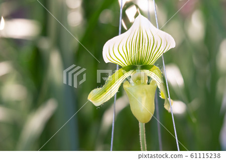 orchid, botanical, flower 61115238