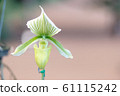 orchid, botanical, flower 61115242