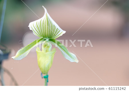 orchid, botanical, flower 61115242