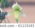 orchid, botanical, flower 61115243