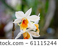 botanical, flower, bloom 61115244