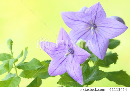 Kikyo blue purple flower nature background Kikyo blue purple flower nature background 61115434