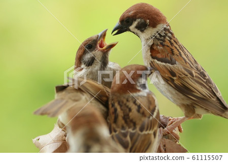 麻雀築巢的雛鳥和親鳥飼養 61115507
