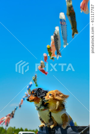 鯉魚旗和臘腸 鯉魚旗和臘腸 61117787