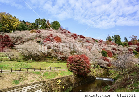 秋季比賽(四個季節的櫻花和秋葉) 秋季比賽(四個季節的櫻花和秋葉) 61118531