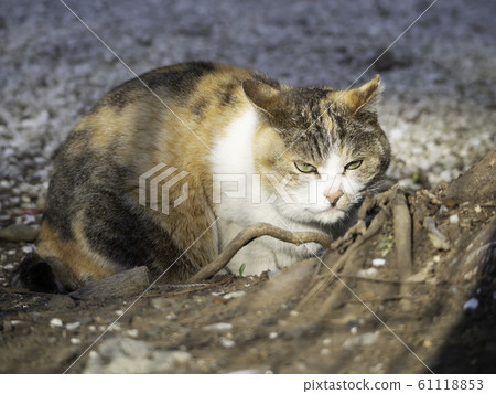 Cat in sunny face with sleeping face 61118853