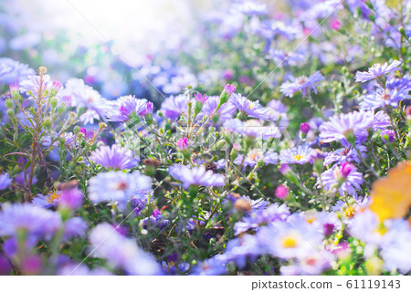Wild violet flowers with sunlight. photo nature 61119143