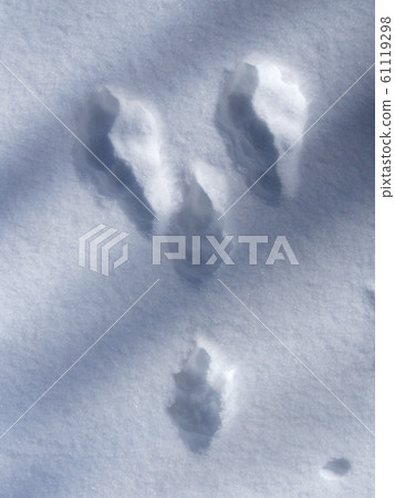 雪中留下的兔子足跡 雪中留下的兔子足跡 61119298