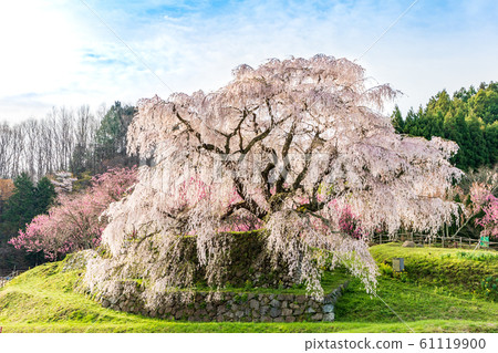 ata部櫻大田本鄉 61119900
